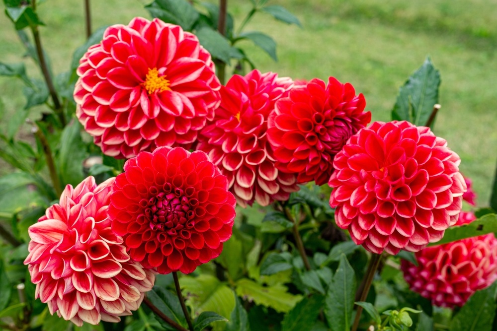 Dahlias