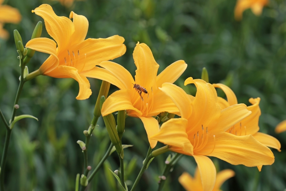 Daylilies