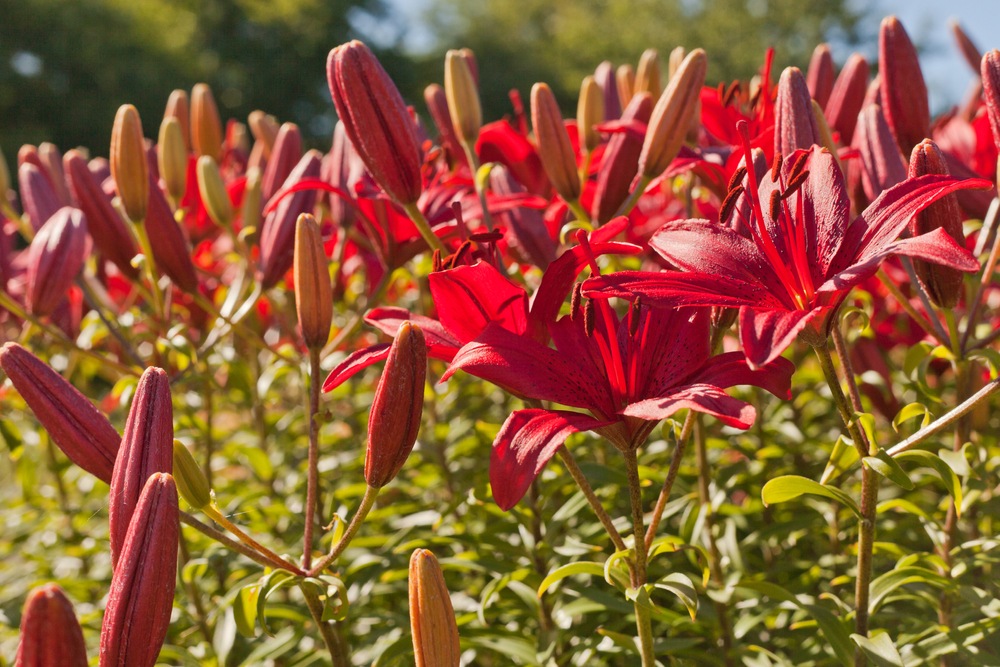 Daylilies