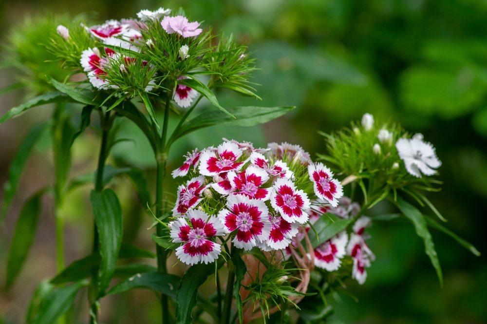 Dianthus