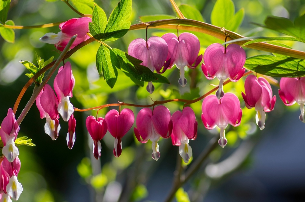 Dicentra