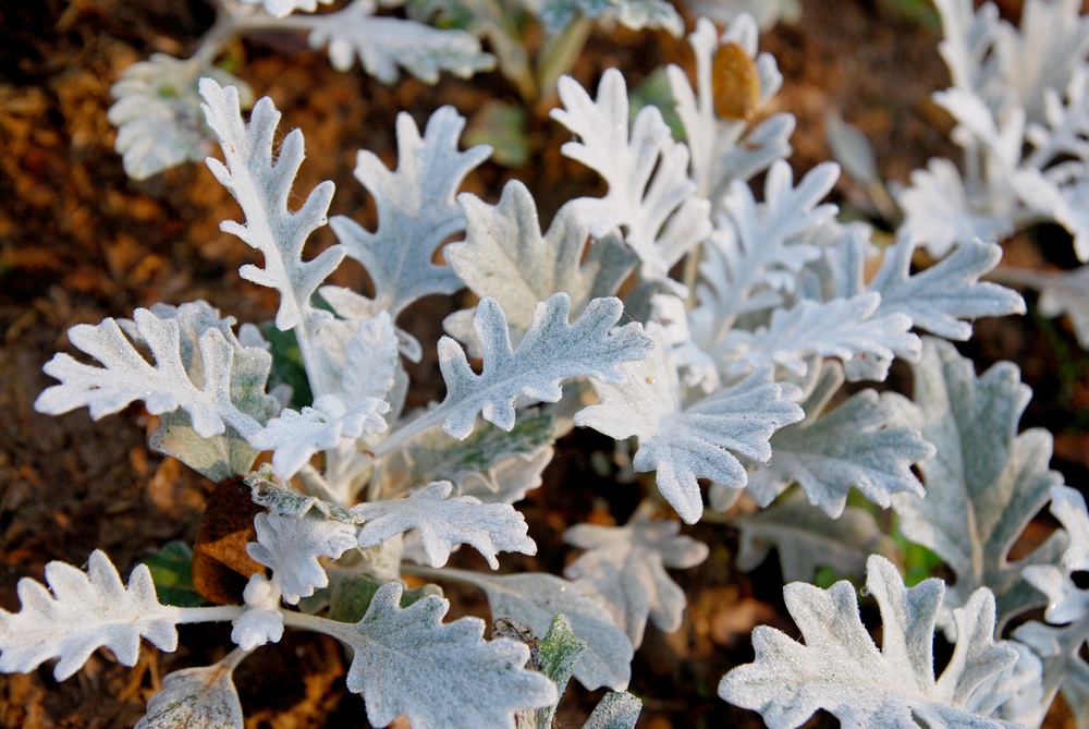 Dusty-Miller