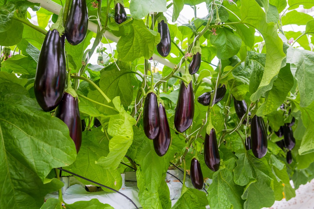 Eggplant