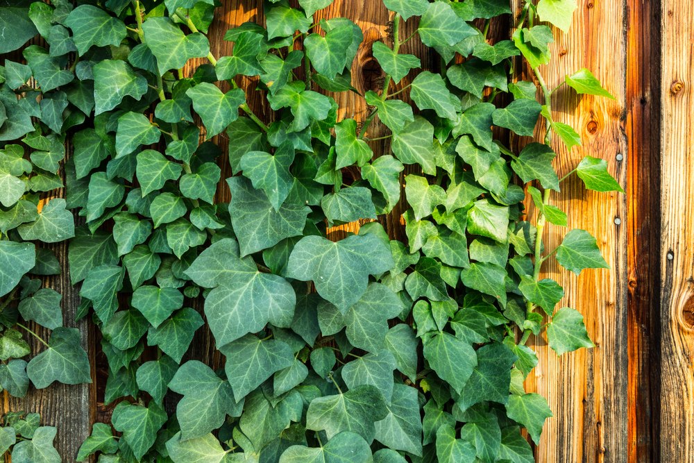 English-Ivy