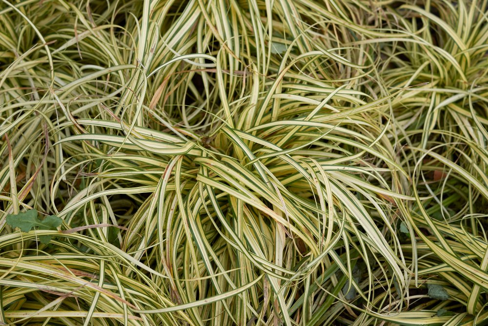 Evergold-Carex