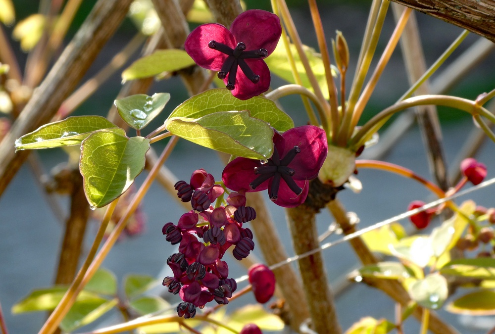 Five-Leaf-Akebia