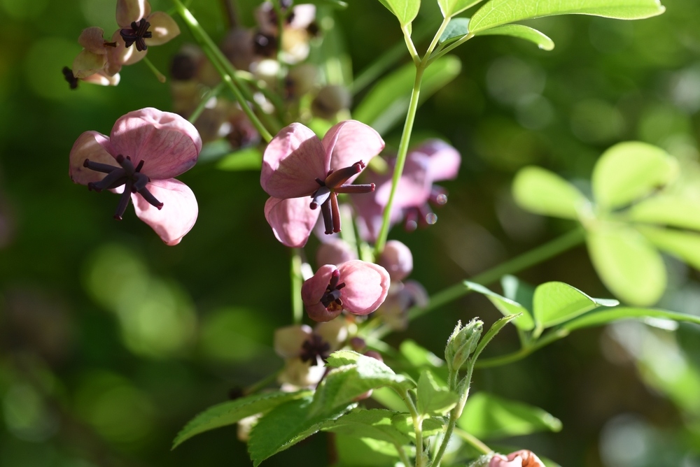 Five-leaf Akebia