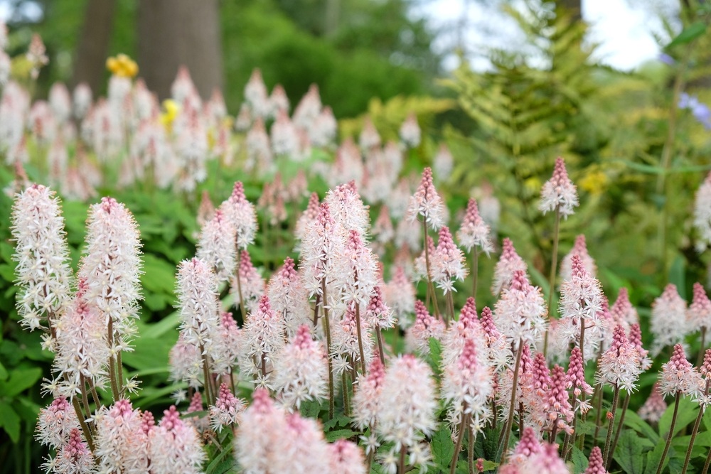 Foamflower