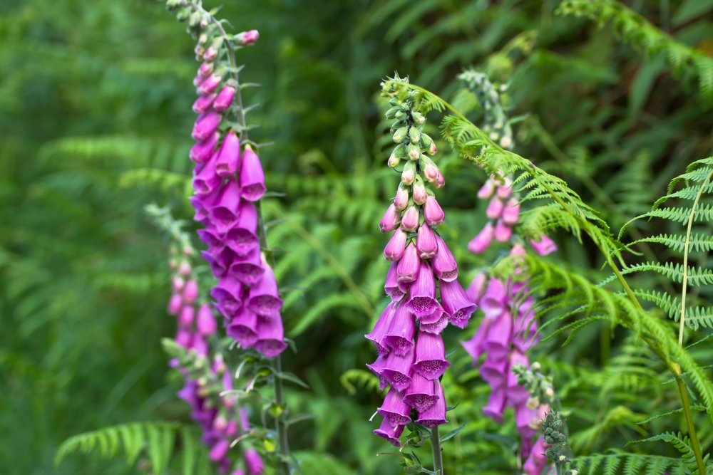 Foxglove