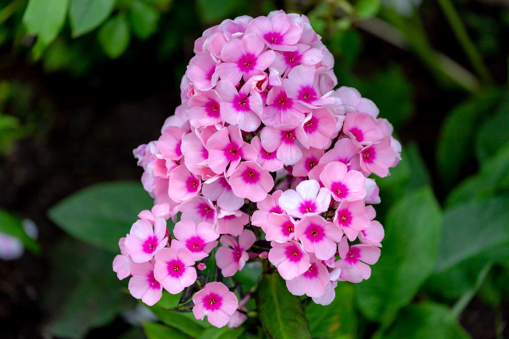 Garden-Phlox