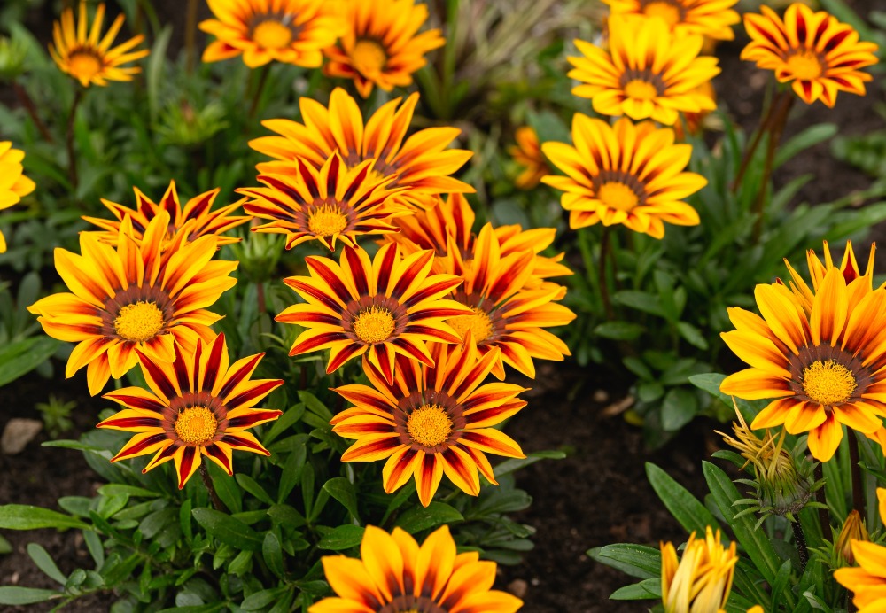 Gazanias