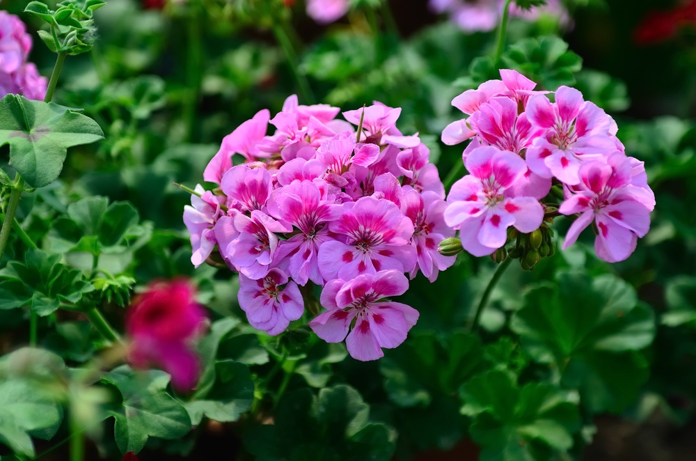 Geranium