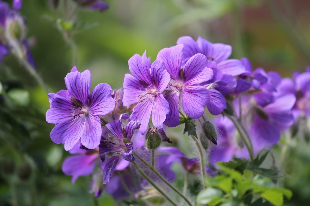 Geraniums