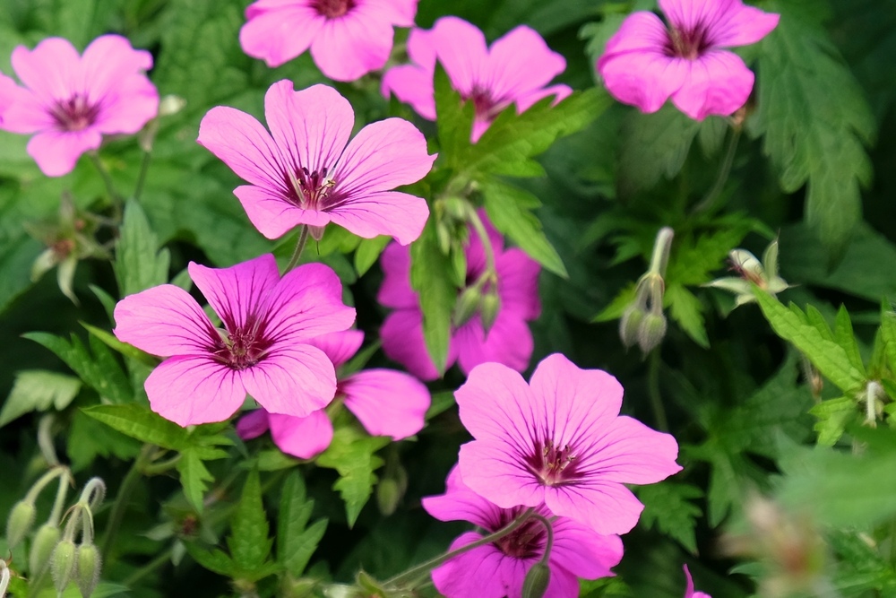 Geraniums