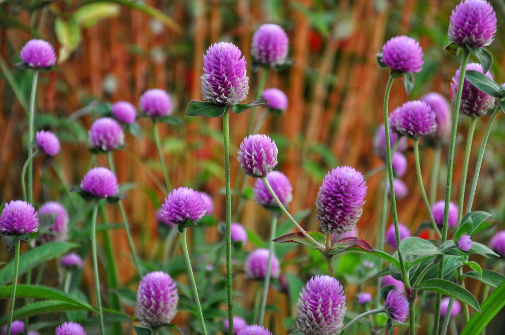 Gomphrena