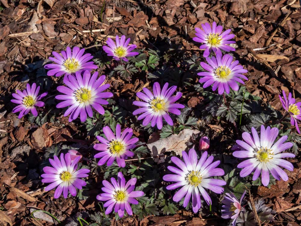 Grecian Windflowers