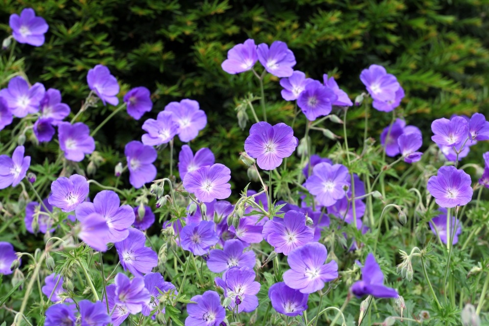 Hardy-Geranium