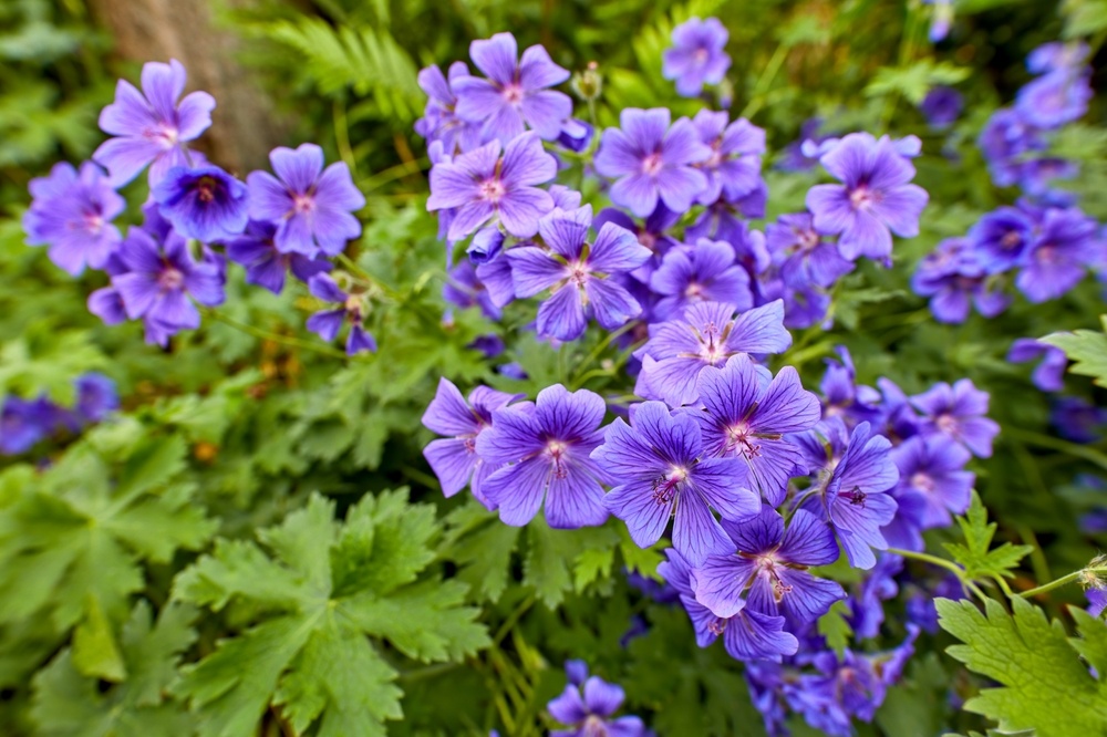 Hardy-Geranium