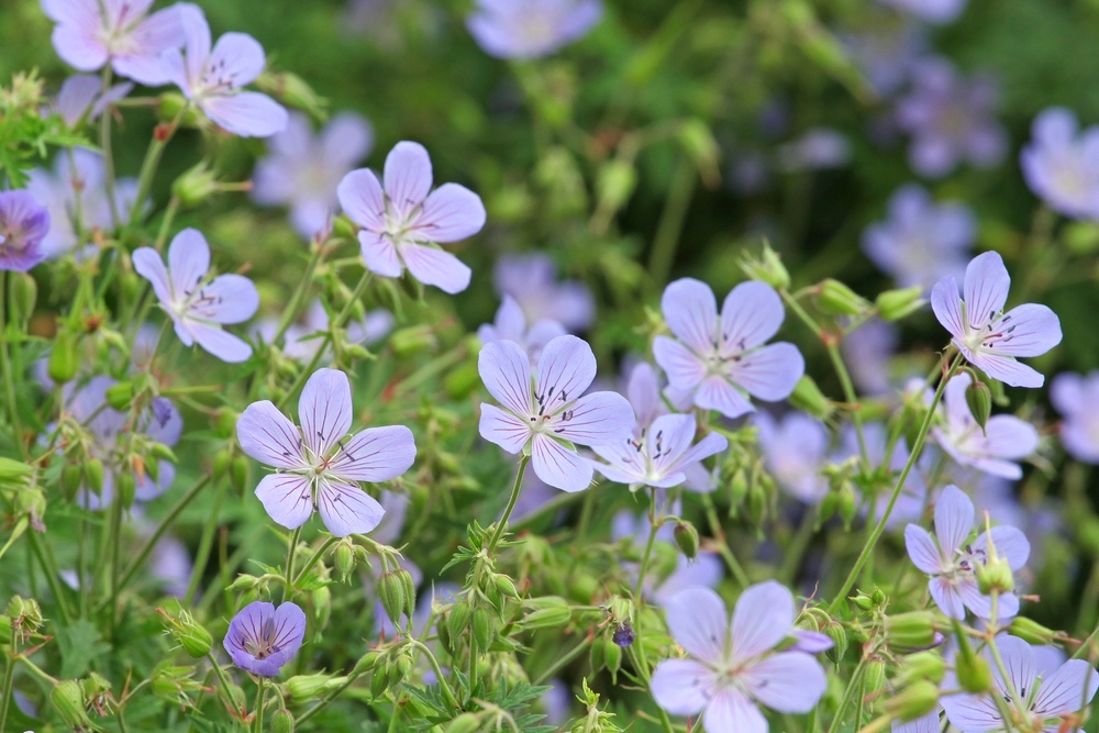 Hardy-Geraniums