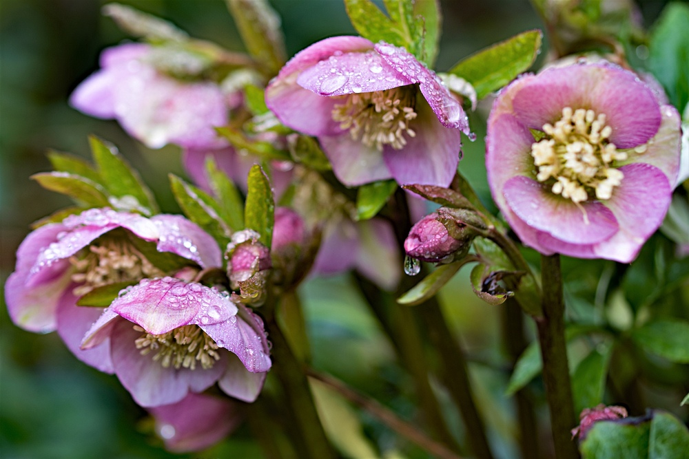 Hellebore