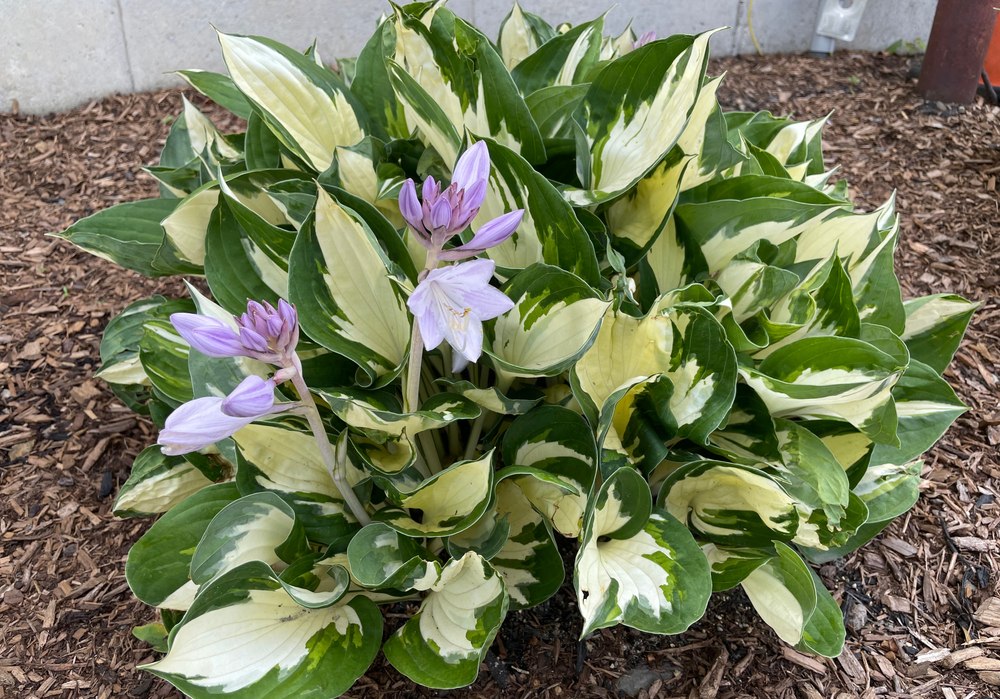 Hosta