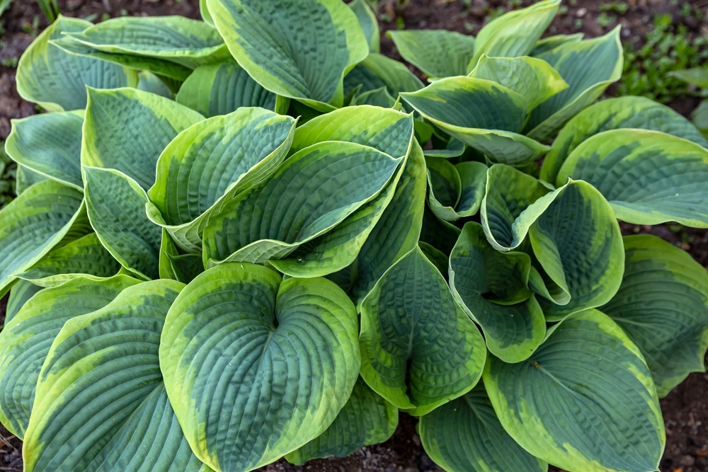 Hostas