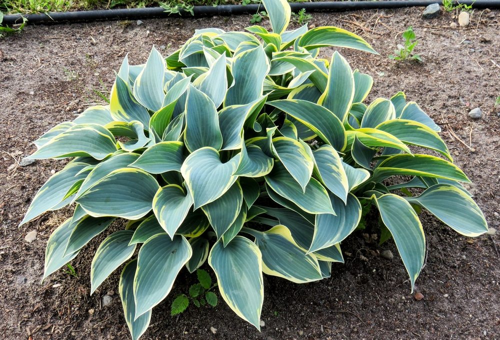 Hostas