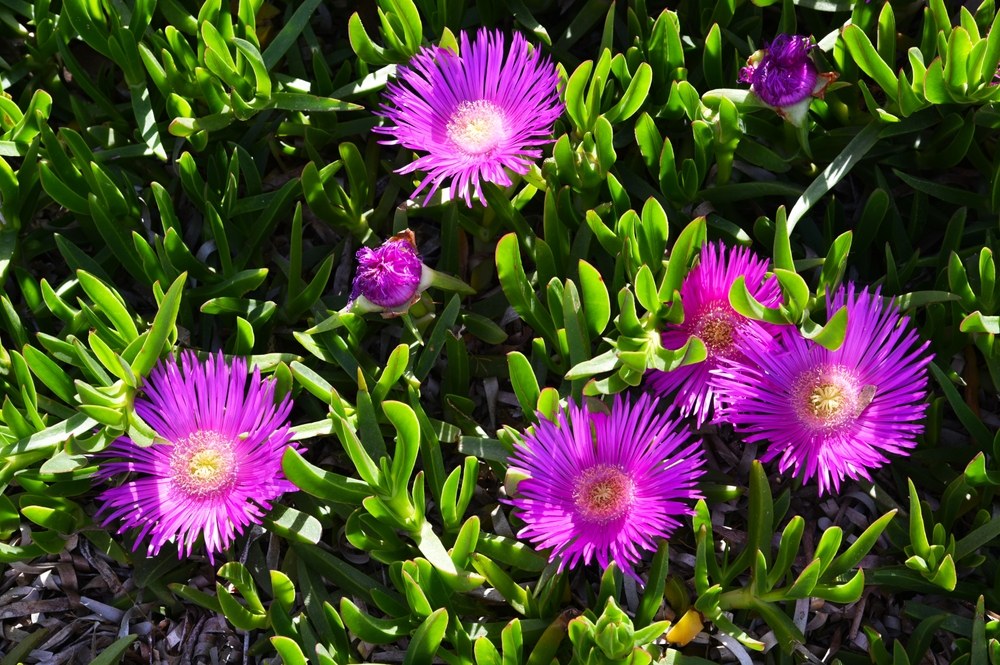 Ice-Plant