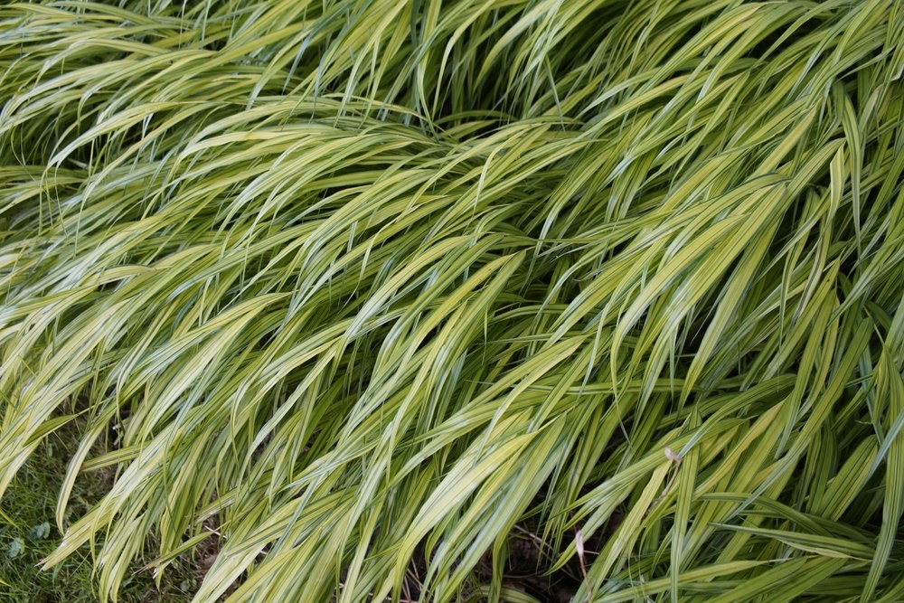 Japanese-Forest-Grass