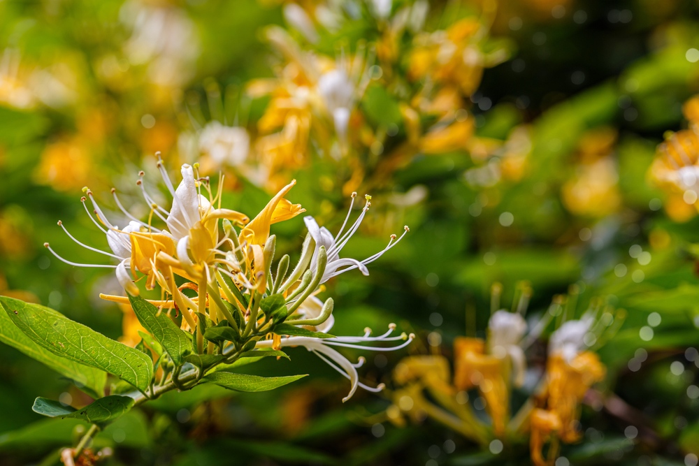 Japanese-Honeysuckle