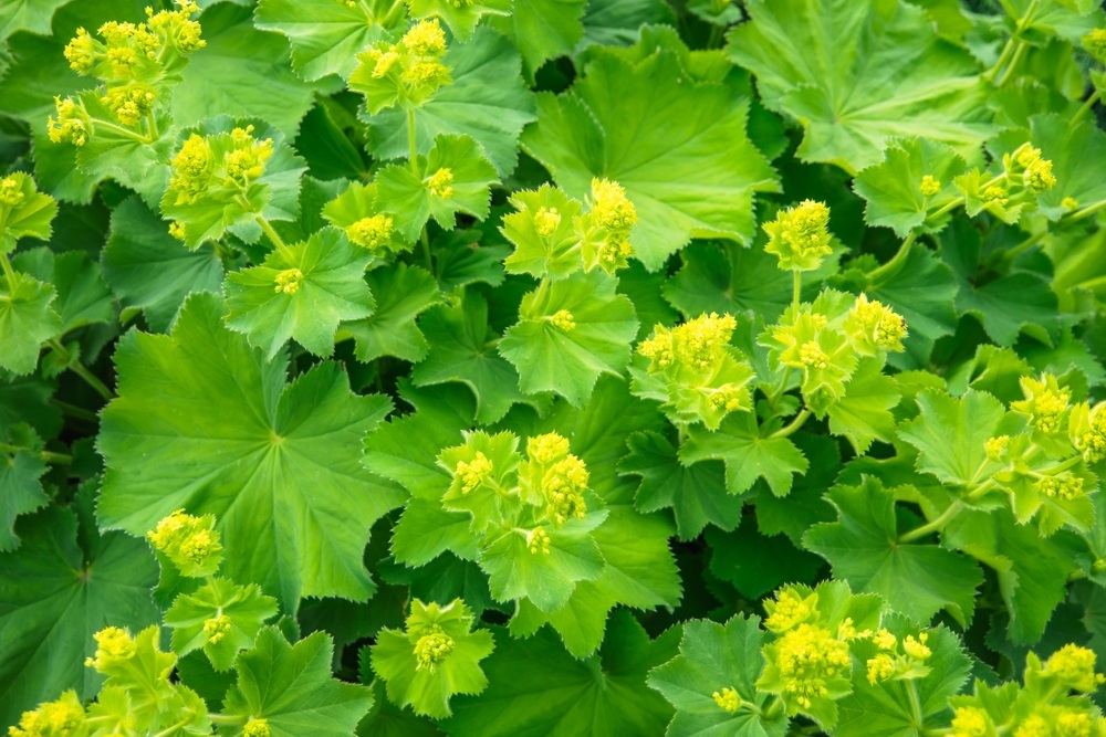 Lady’s-mantle