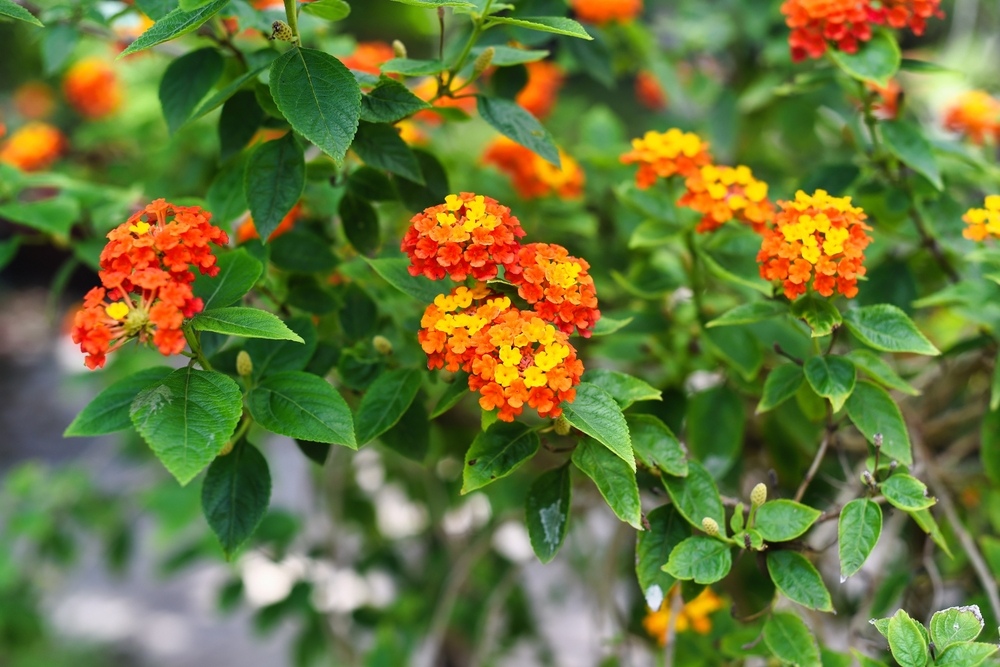 Lantana