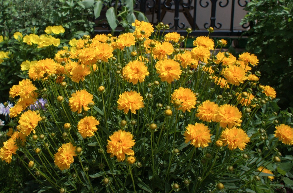 Large-Flowered Tickseed