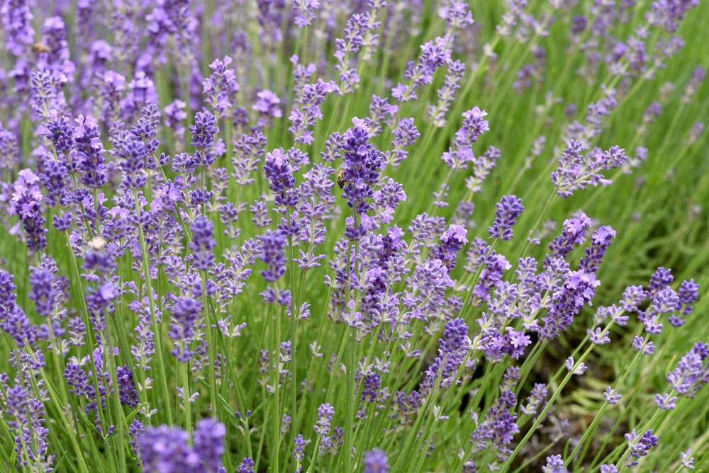 Lavender