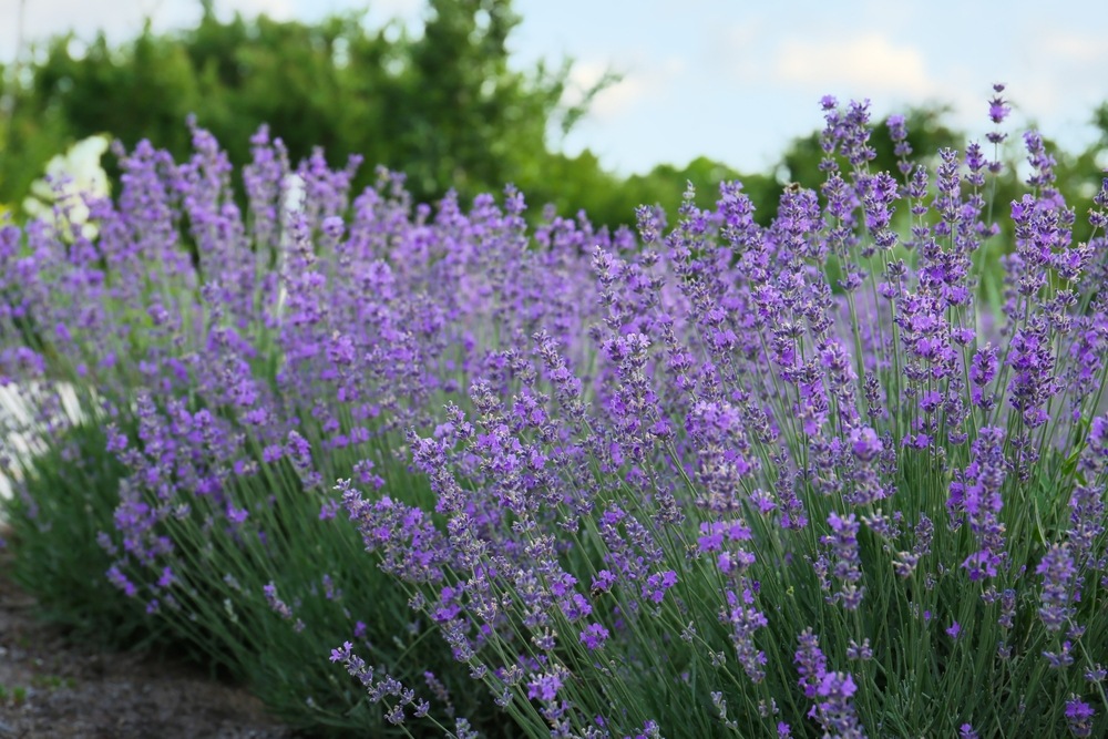 Image of Lavender companion plant for black-eyed Susan vines