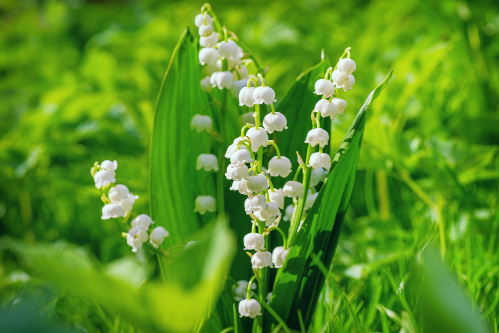 Image of Lily of the valley hydrangea companion