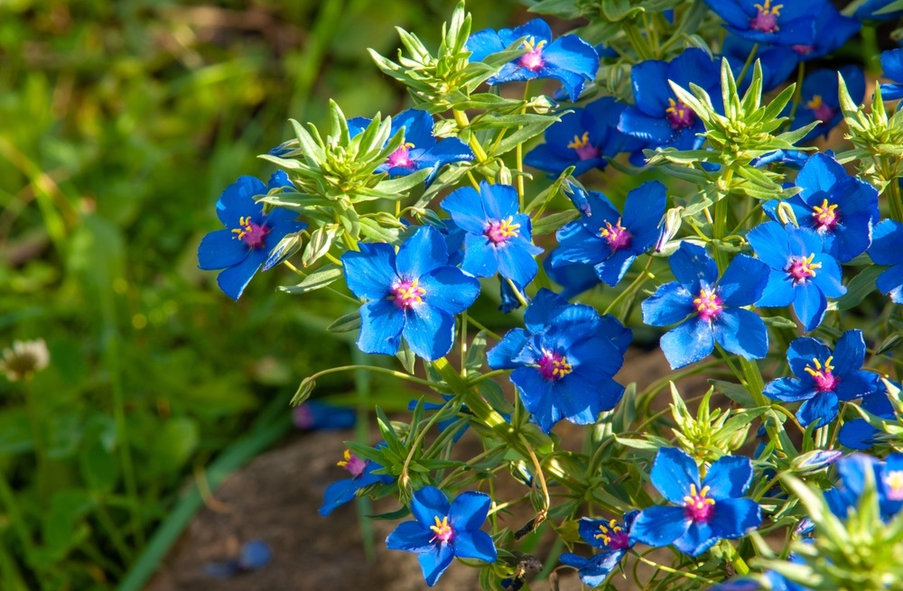 Lobelias