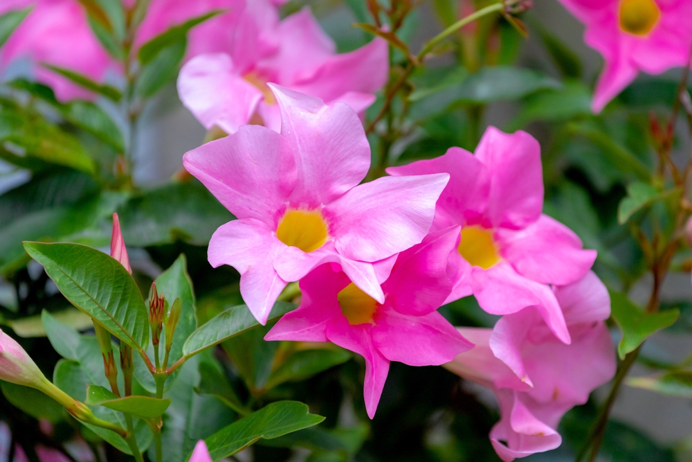 Mandevilla