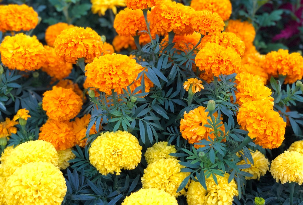 Marigold