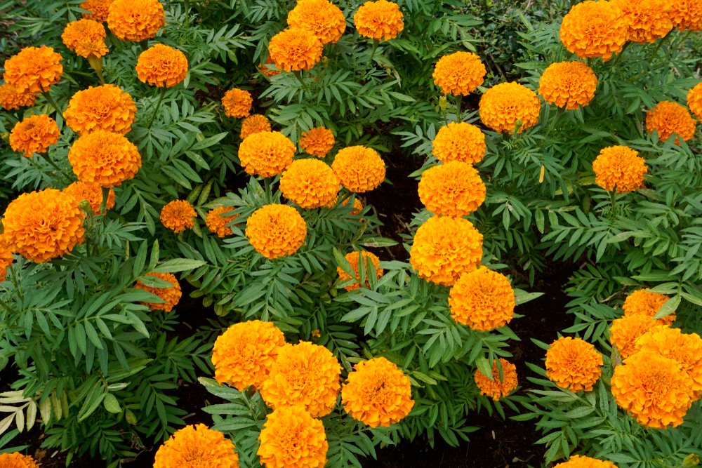 Marigolds