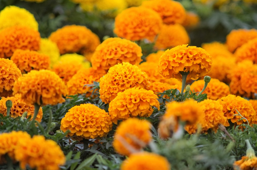 Marigolds