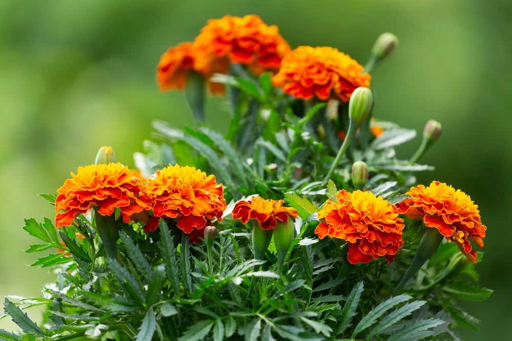 Marigolds