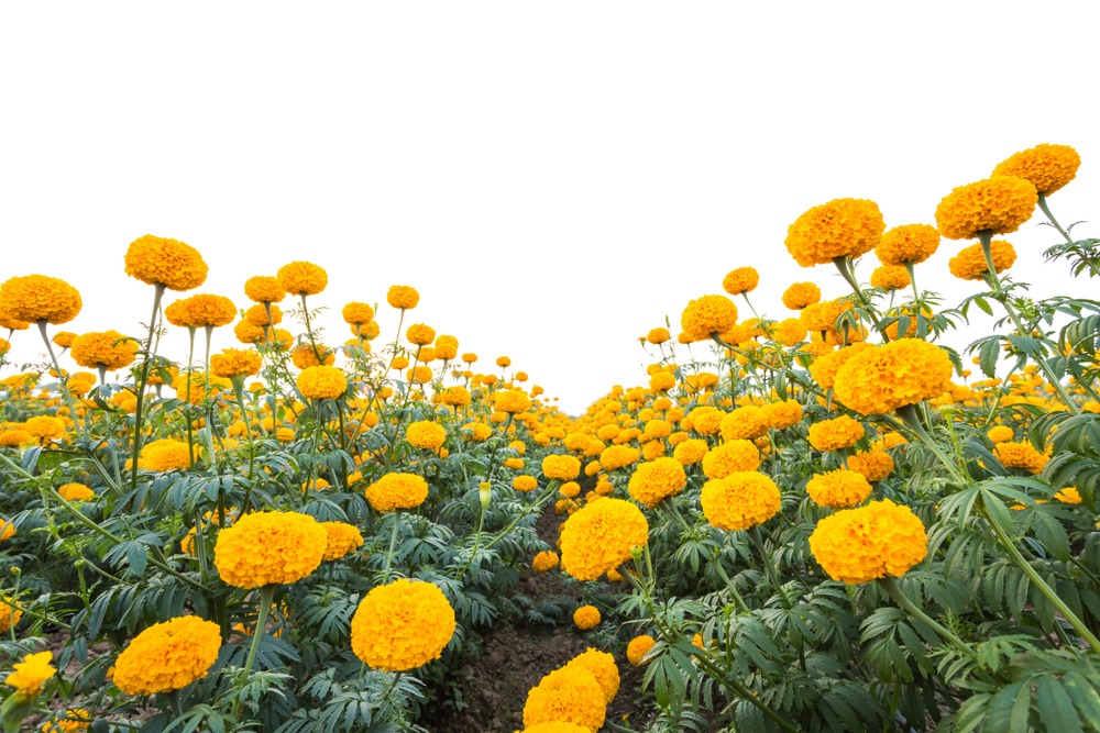 Marigolds