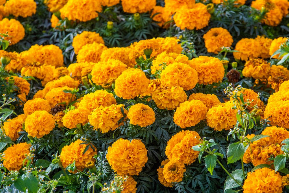 Marigolds