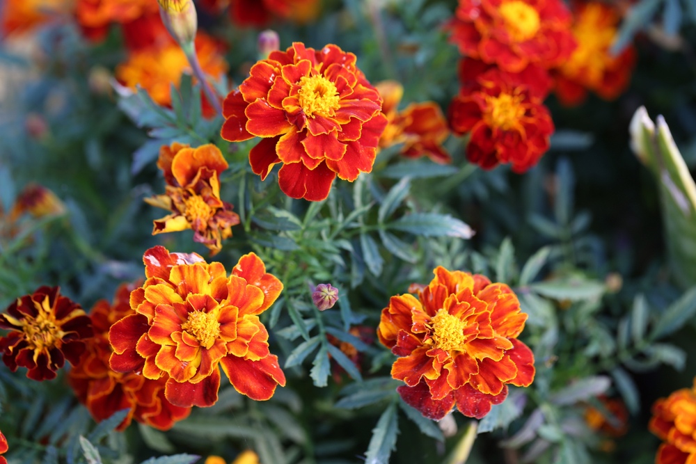 Marigolds