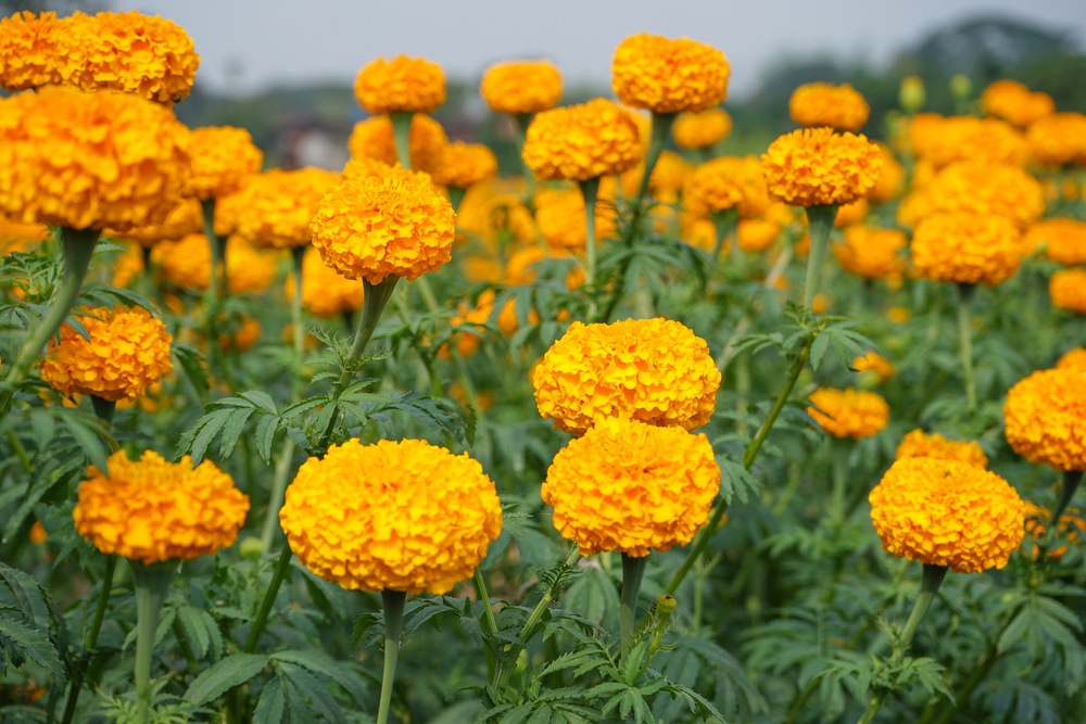 Marigolds