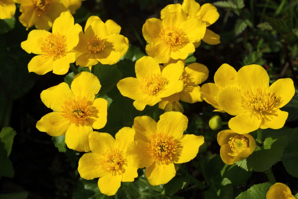 Marsh-Marigold