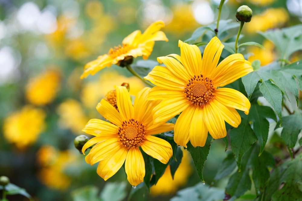 Mexican-Sunflowers