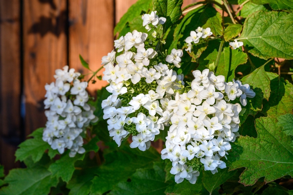 Oakleaf-Hydrangea