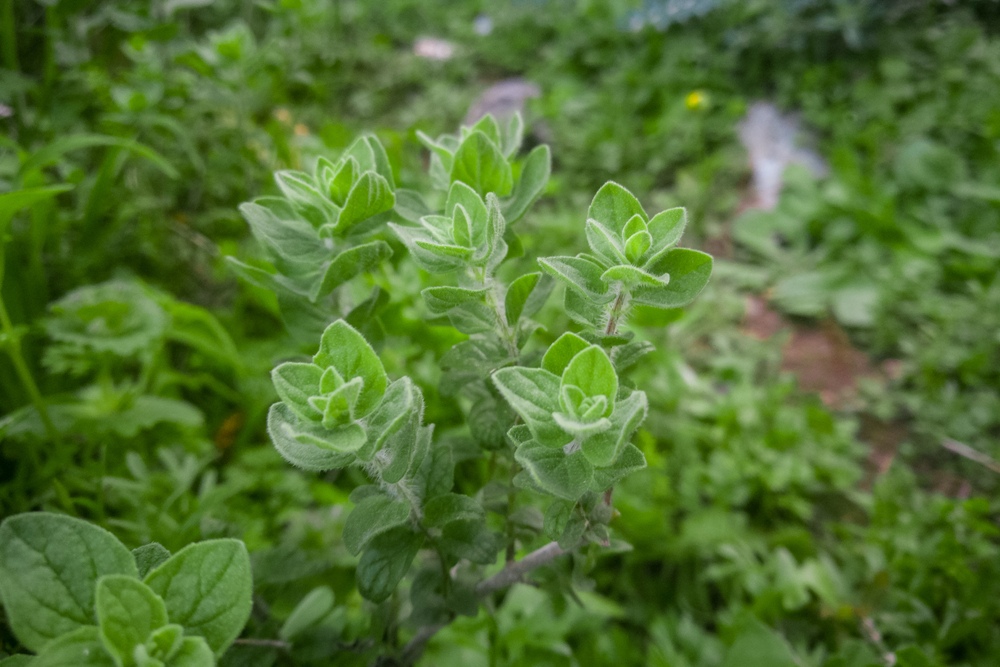 Oregano